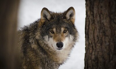 wolf in nova scotia