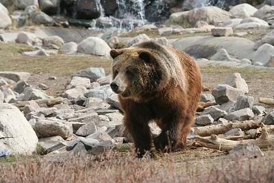 Grizzly Bear,  Canada jigsaw puzzle