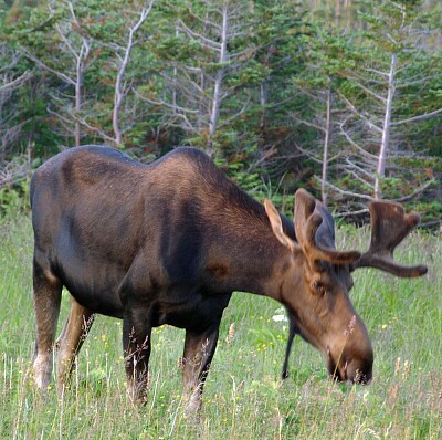 Nova Scotia Moose jigsaw puzzle