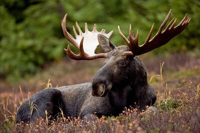 פאזל של Moose in Canada