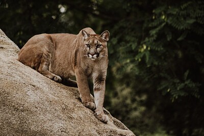 פאזל של Cougar, Canada