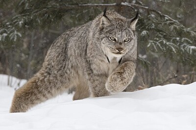 פאזל של Canada Lynx