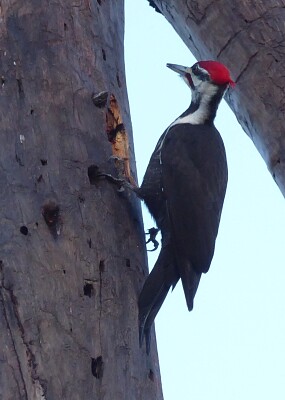 פאזל של Pileated woodpecker, Nova Scotia