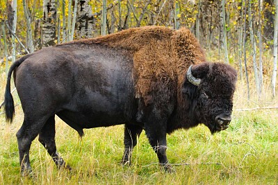 BISON, Canada jigsaw puzzle