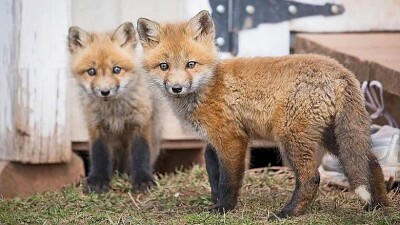 Two young Fox jigsaw puzzle