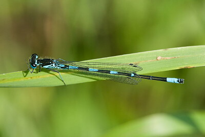 Coenagrion pulchellum