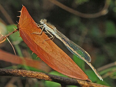 Sympecma fusca