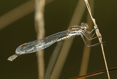 פאזל של Austrolestes analis