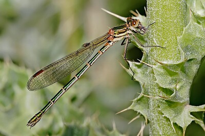 פאזל של Austrolestes cingulatus