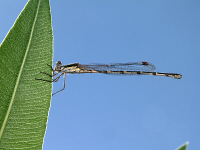 Austrolestes leda jigsaw puzzle