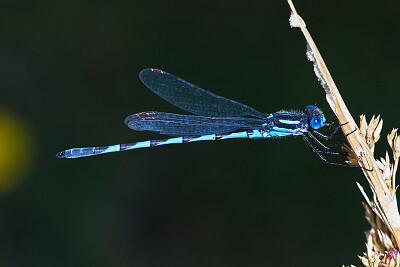 פאזל של Austrolestes annulosus