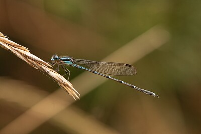 פאזל של Austrolestes colensonis