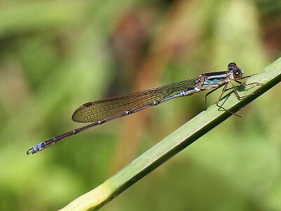 פאזל של Indolestes gracilis