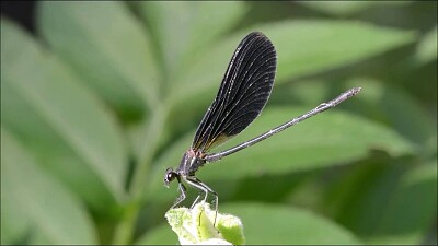 Calopteryx haemorrhoidalis jigsaw puzzle