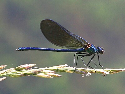 Calopteryx xanthostoma jigsaw puzzle