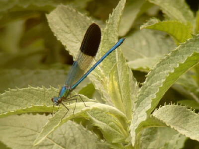 פאזל של Calopteryx syriaca