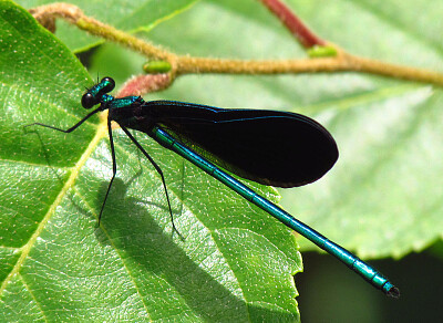 Calopteryx maculata