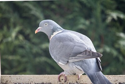 pigeon