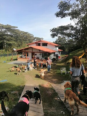 colegio canino