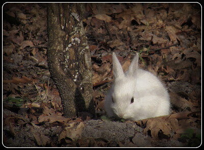 petit lapin