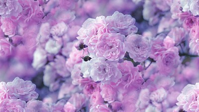 פאזל של Flores rosas