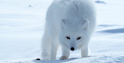 פאזל של Arctic fox