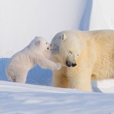 Polar bear jigsaw puzzle