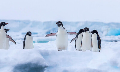 פאזל של Penguins