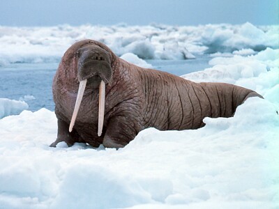 פאזל של Walrus