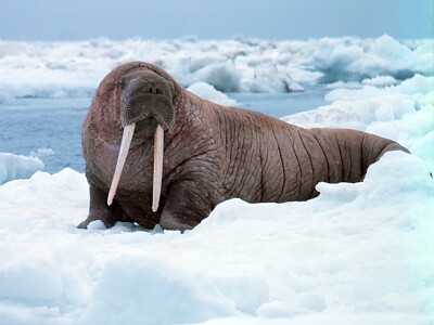 Walrus jigsaw puzzle