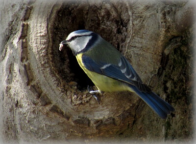 Mésange bleue