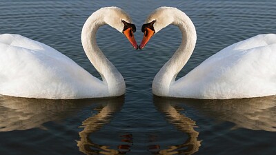 el amor