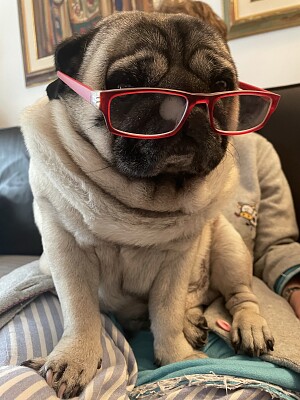 פאזל של rhum the pug