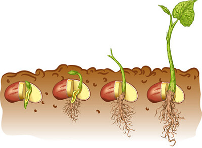 Germinado jigsaw puzzle