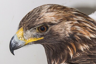 Nova Scotia centre caring for rare golden eagle