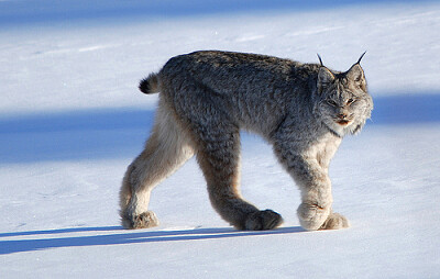 The Canadian Lynx jigsaw puzzle