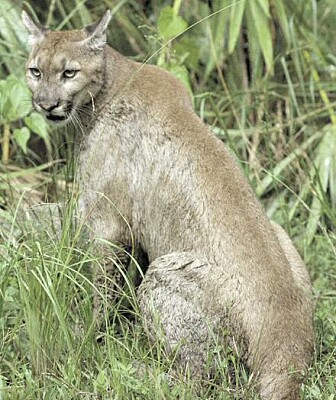 Cougar, Canadian