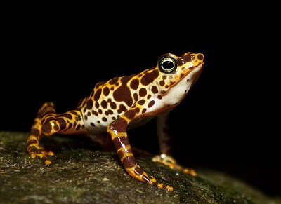 Atelopus certus