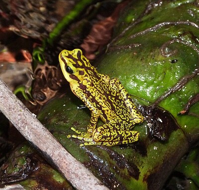 Atelopus cruciger jigsaw puzzle