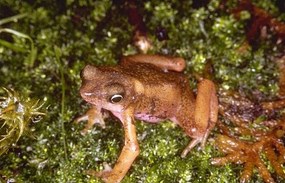 Atelopus flavenscens