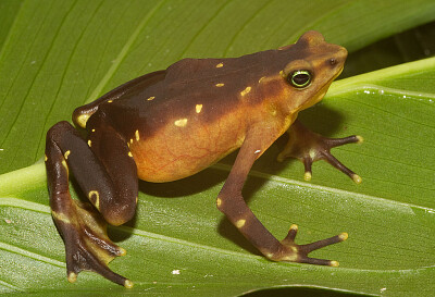 Atelopus glyphus