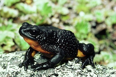 Atelopus ignescens