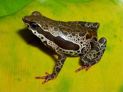 פאזל של Atelopus spumarius