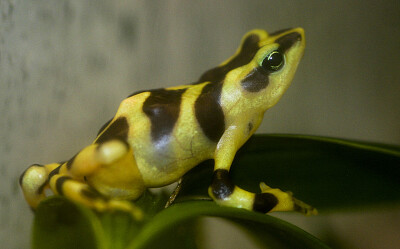 פאזל של Atelopus varius