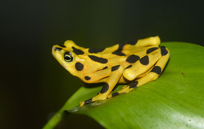 פאזל של Atelopus zeteki