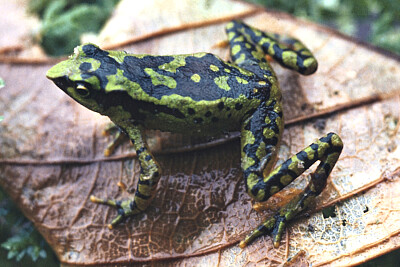 פאזל של Atelopus planispina