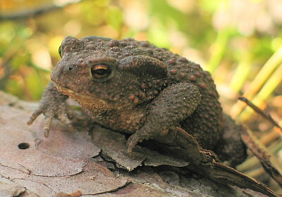 פאזל של Bufo