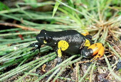 פאזל של Mantella arlecchino