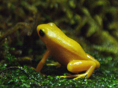 Mantella dorata