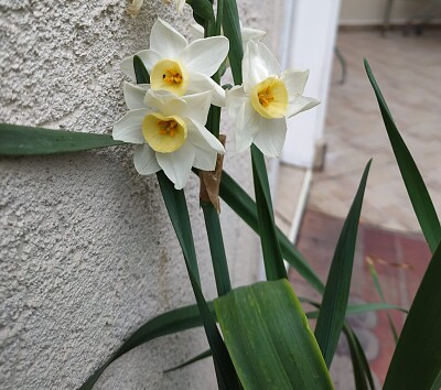 × ×¨×§×™×¡